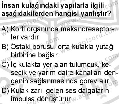Seçmeli Biyoloji 1 Dersi 2025-2026 yılı 2. Dönem sınavı 4. Soru