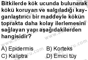 Seçmeli Biyoloji 4 Dersi 2025-2026 yılı 2. Dönem sınavı 1. Soru